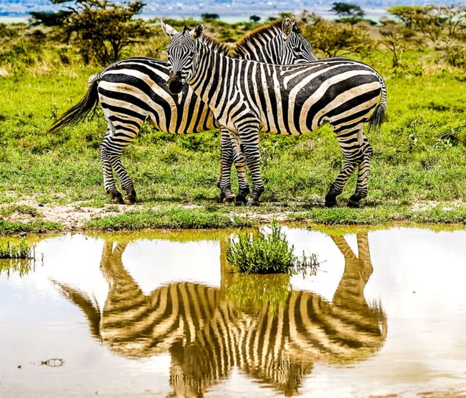 Hankook Tire Safari Rally Kenya 2026 4